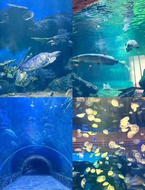 如何獲取西安龍魚展會的最新日程？