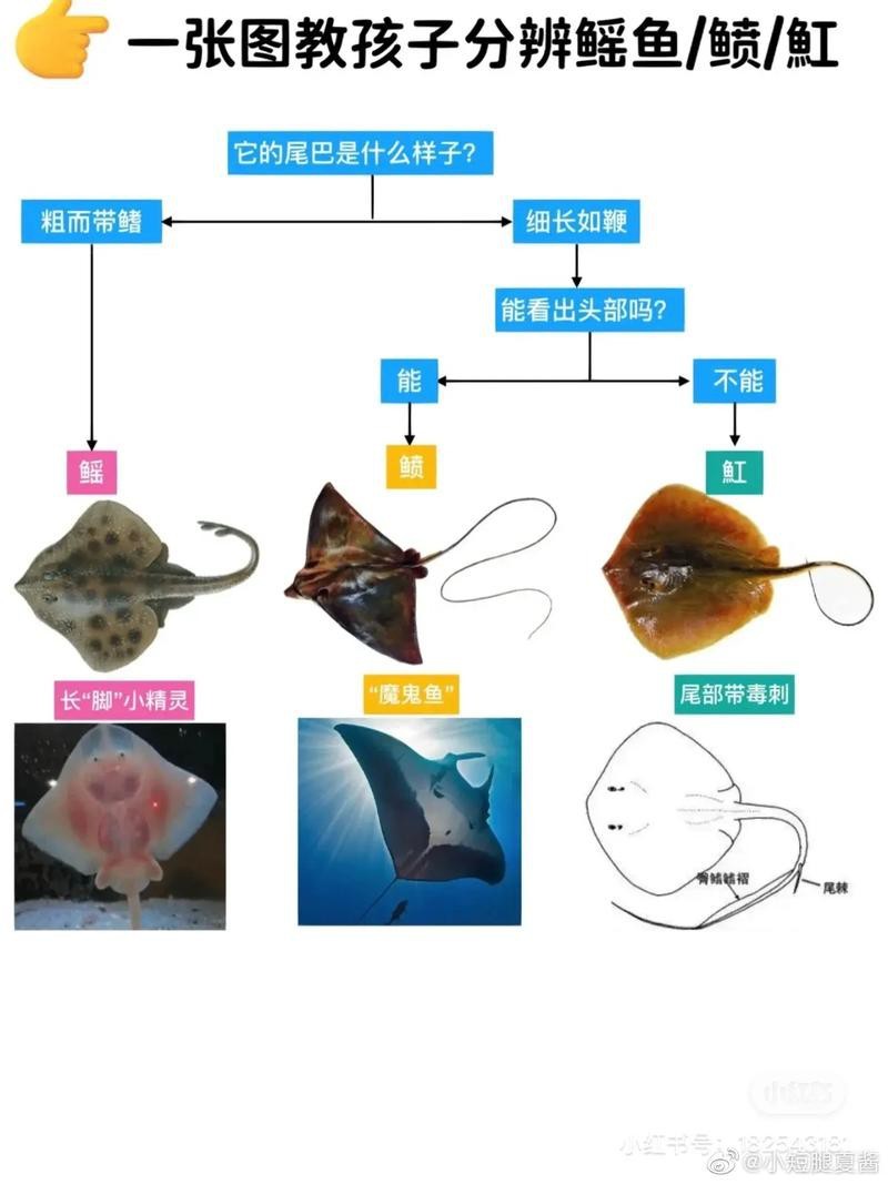 鰩魚和魔鬼魚圖片對比