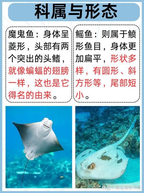 鰩魚和魔鬼魚圖片對比
