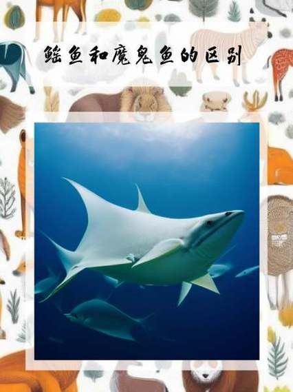 鰩魚和魔鬼魚圖片對比