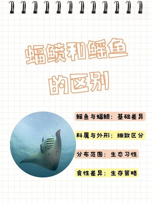 鰩魚和魔鬼魚圖片對比