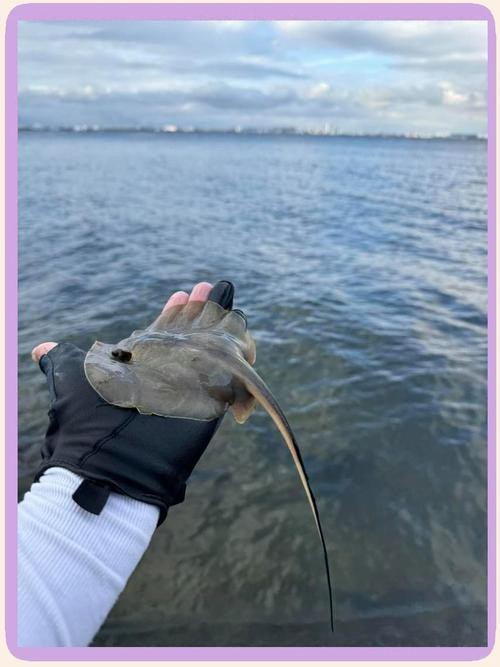 鰩魚和魔鬼魚圖片對比