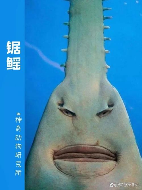 鰩魚和魔鬼魚圖片對比