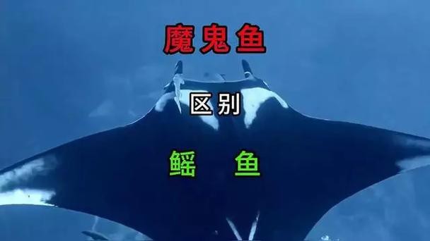 鰩魚和魔鬼魚圖片對比