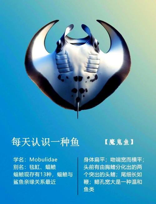 鰩魚和魔鬼魚圖片對比