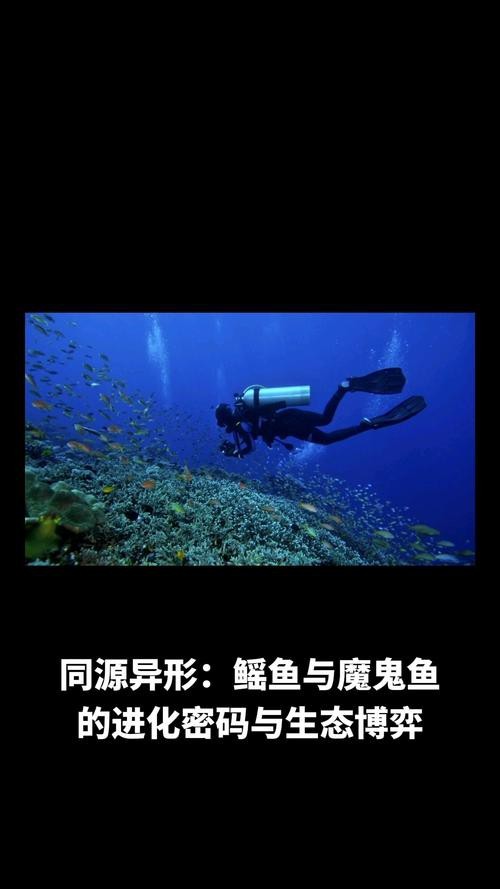 鰩魚和魔鬼魚圖片對比