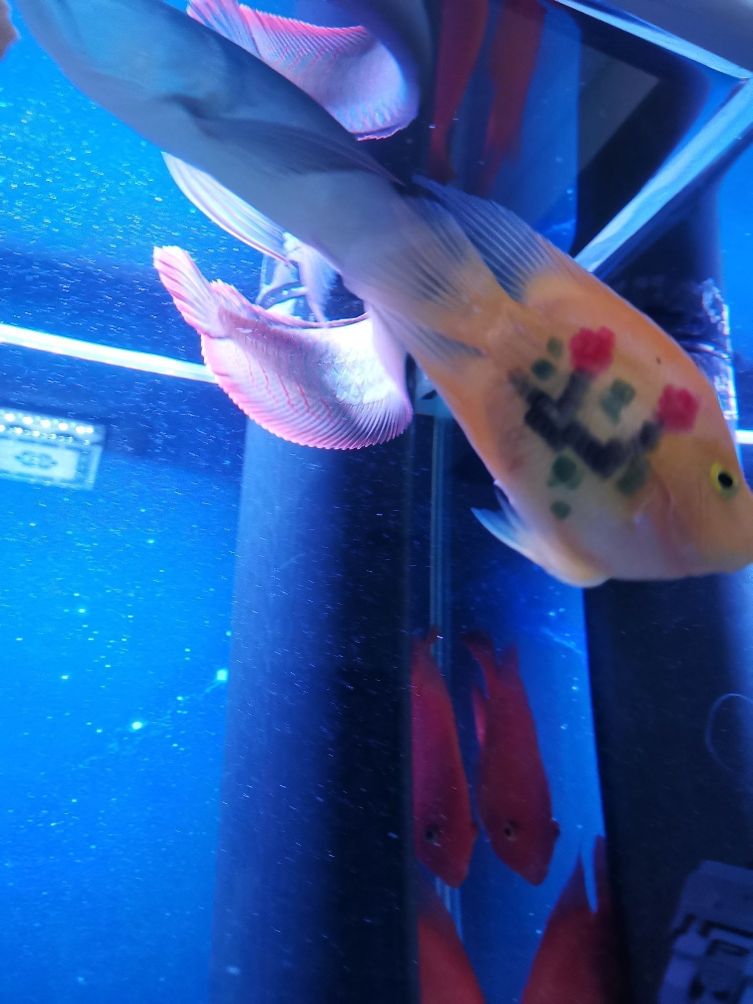 養魚日志七 養魚日志七 龍魚百科 第2張