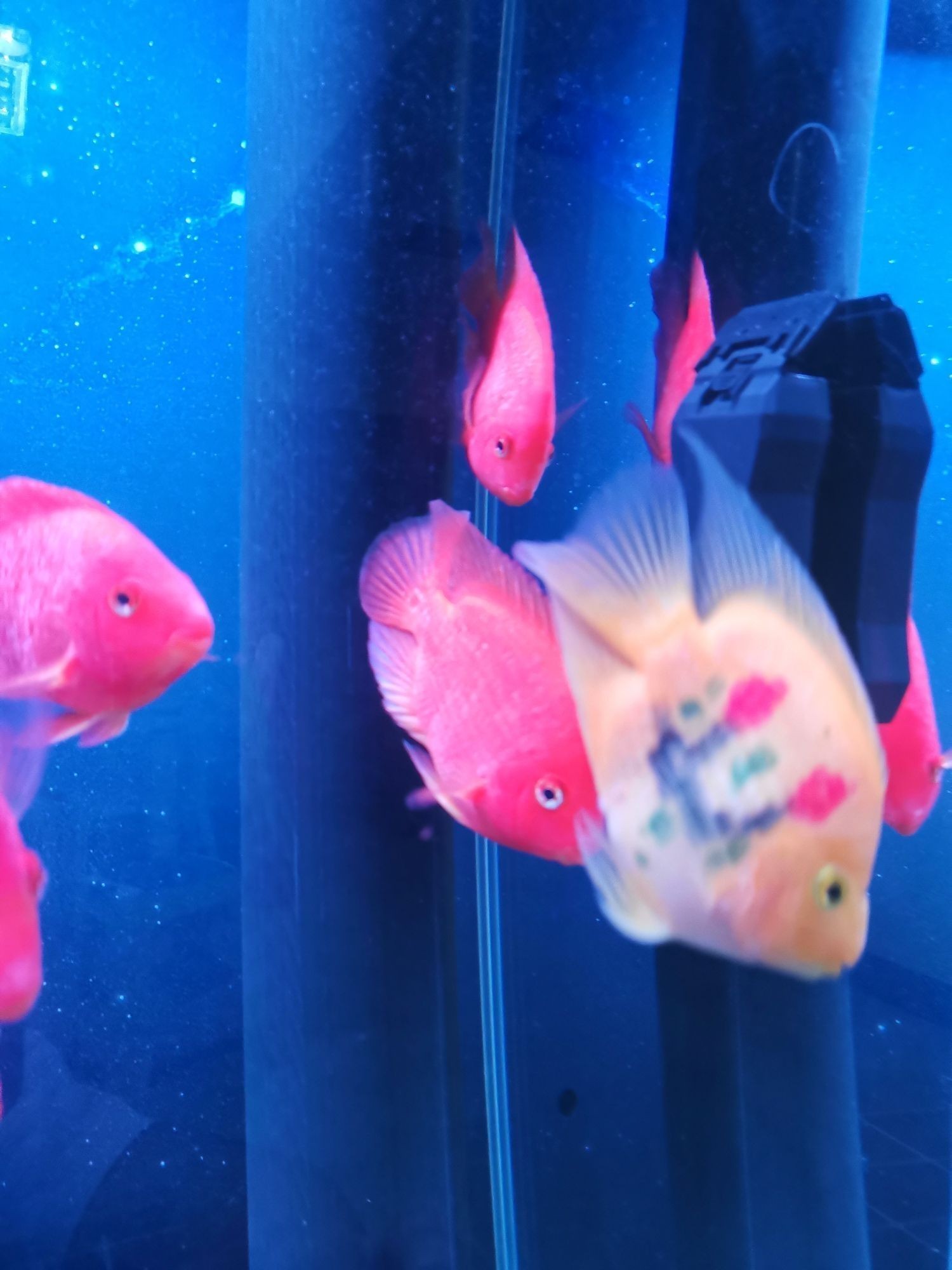 養魚日志七 養魚日志七 龍魚百科 第3張