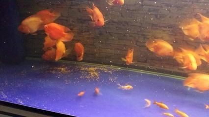 智能魚(yú)缸造景與生態(tài)平衡魚(yú)缸造景與生態(tài)平衡魚(yú)缸造景：如何排出底濾魚(yú)缸中的魚(yú)糞便