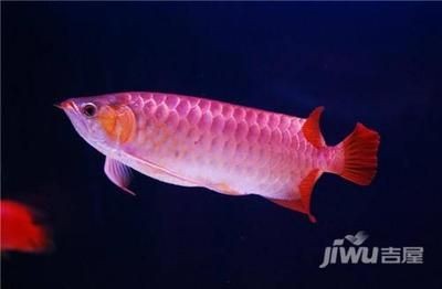 紅龍魚(yú)風(fēng)水功效（家中養(yǎng)紅龍魚(yú)對(duì)風(fēng)水有什么作用）