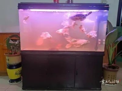 哈爾濱魚缸市場的價格趨勢哈爾濱魚缸市場的價格趨勢：哈爾濱二手魚缸選擇