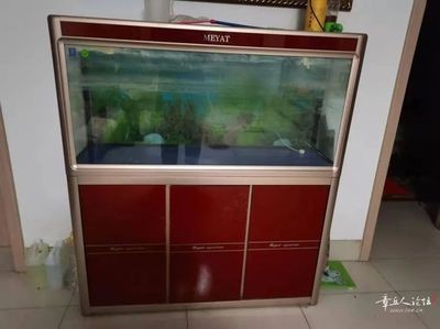 哈爾濱魚缸市場的價格趨勢哈爾濱魚缸市場的價格趨勢：哈爾濱二手魚缸選擇