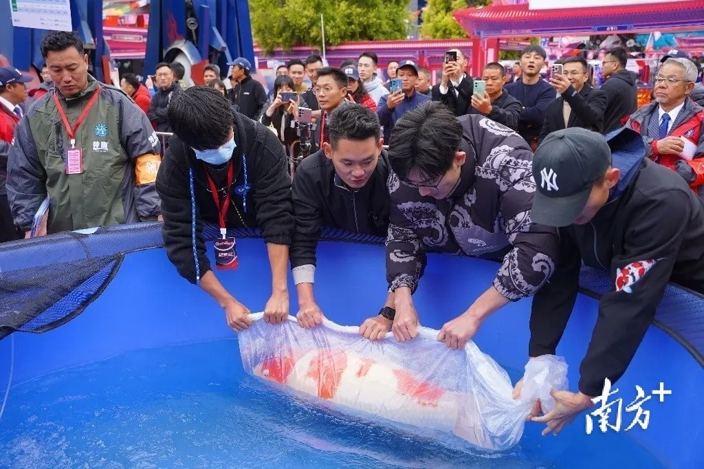 國內(nèi)有哪些著名的錦鯉大賽？