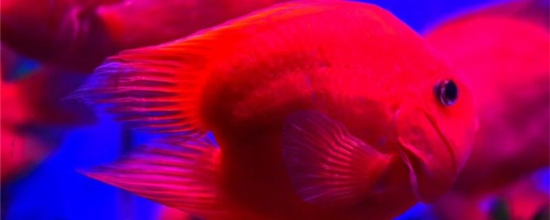 鸚鵡魚怎么分公母公母能混養嗎 銀龍魚百科 第1張 鸚鵡魚怎么分公母公母能混養嗎 鸚鵡魚怎么分公母公母能混養嗎 銀龍魚百科 第1張