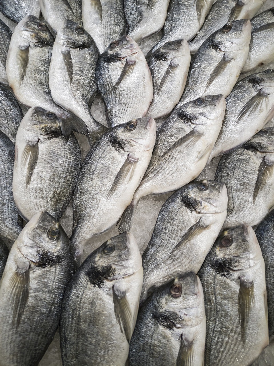 銀龍魚爛鰭爛尾怎么治療？怎么預防？