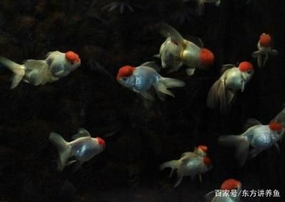 剛做的魚缸要多久才可以放魚養(yǎng)（新魚缸如何養(yǎng)水） 剛做的魚缸要多久才可以放魚養(yǎng)（新魚缸如何養(yǎng)水） 魚缸百科 第3張