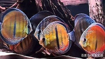 西安哪里有賣魚缸的市場？：中山東鳳鎮(zhèn)武岡武岡魚缸商行魚缸批發(fā)市場,成都市場 西安哪里有賣魚缸的市場？：中山東鳳鎮(zhèn)武岡武岡魚缸商行魚缸批發(fā)市場,成都市場 魚缸百科 第2張