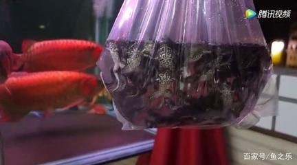 龍魚缸吧：定制龍魚缸的基本要點