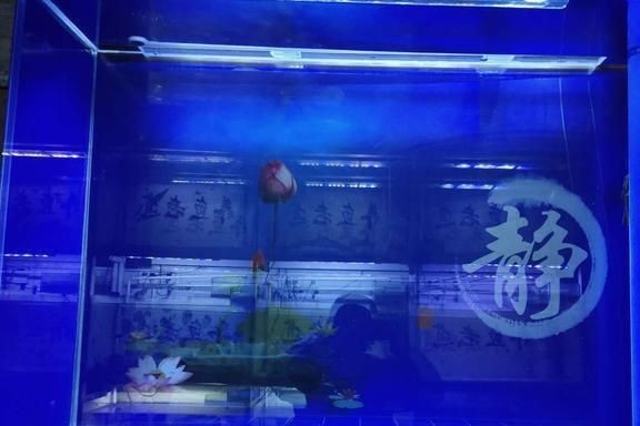 魚缸水質管理的誤區：換濾材后魚缸水模糊怎么辦？ 魚缸水質管理的誤區：換濾材后魚缸水模糊怎么辦？ 魚缸百科 第2張