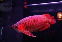 炮彈頭紅龍和血紅龍哪個更稀有？