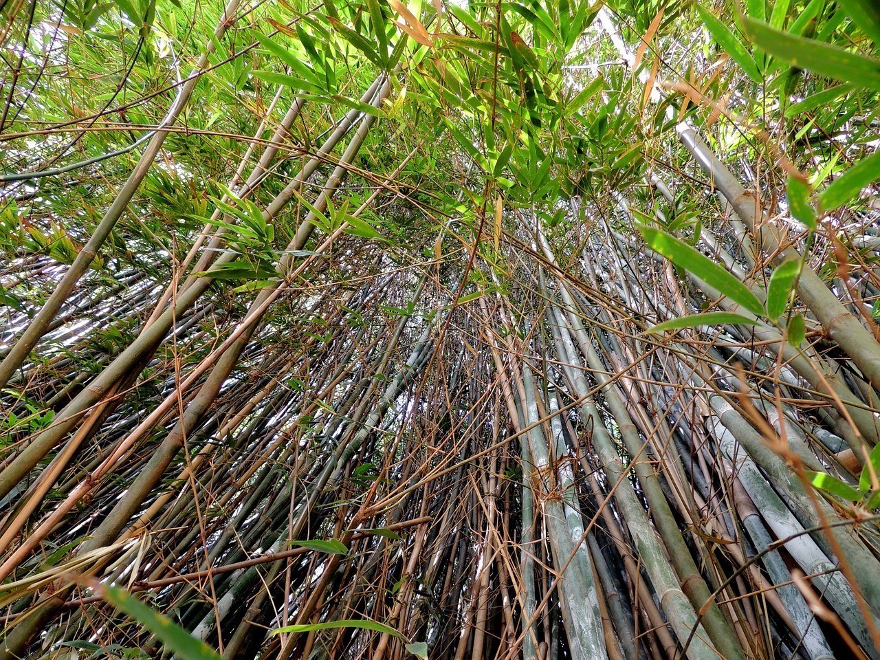 銀龍魚可以和金魚一起養嗎（金龍能和銀龍魚養在一起嗎） 銀龍魚可以和金魚一起養嗎（金龍能和銀龍魚養在一起嗎） 銀龍魚百科 第1張