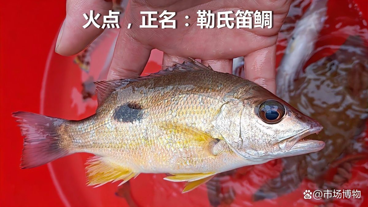 單角鼻魚市場價2023年最新消息