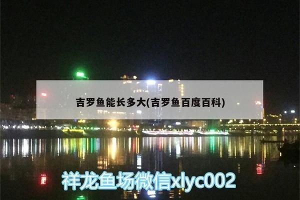 黑桃A魚(yú)親魚(yú)選擇標(biāo)準(zhǔn)，