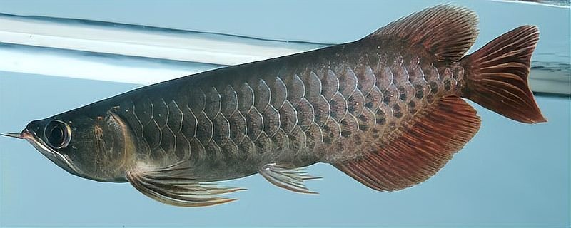 紅龍配魚(yú)的最佳投放順序