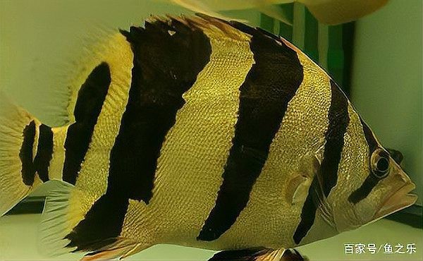 龍魚和虎魚最忌諱三個東西
