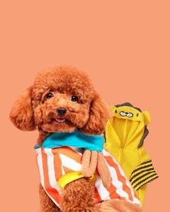 寵物用品一件代發貨源網