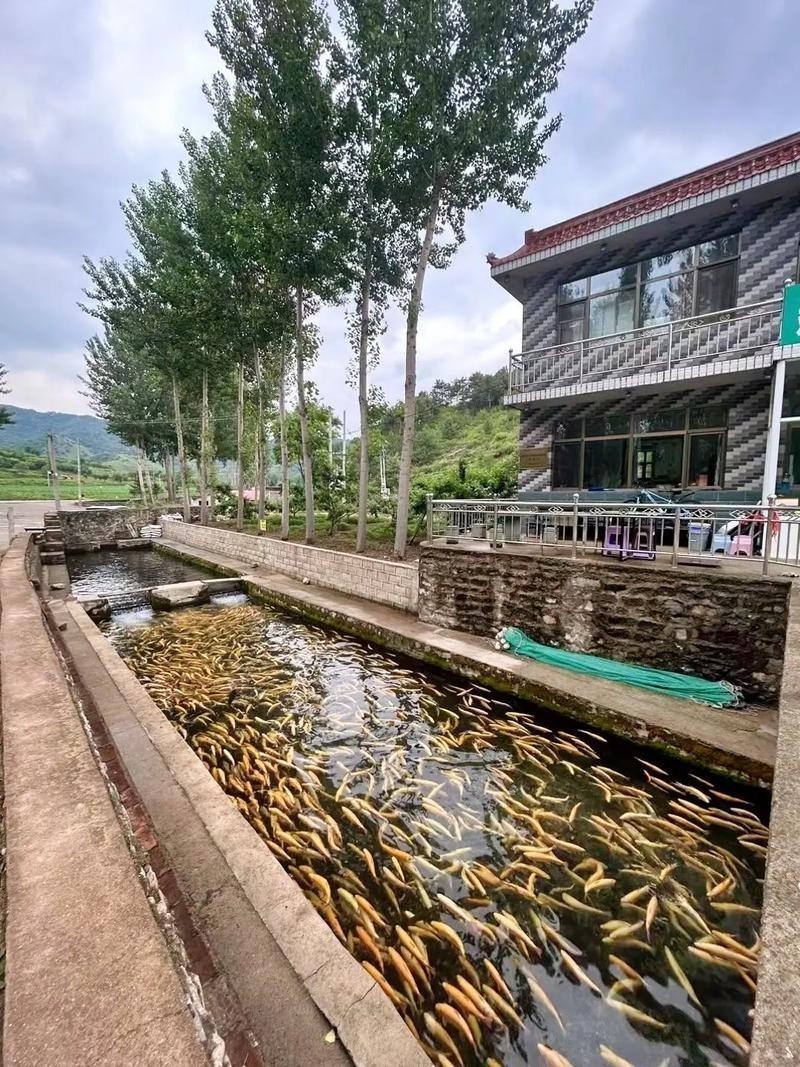 龍魚養殖基地圖片