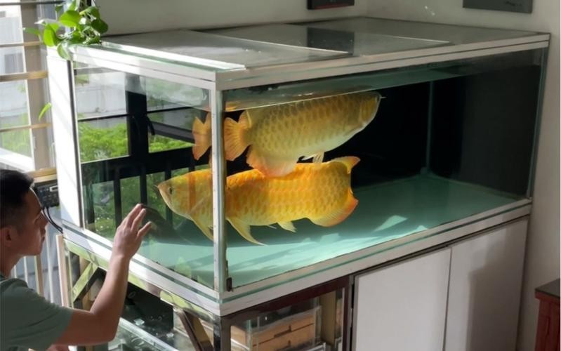 龍魚養殖基地圖片
