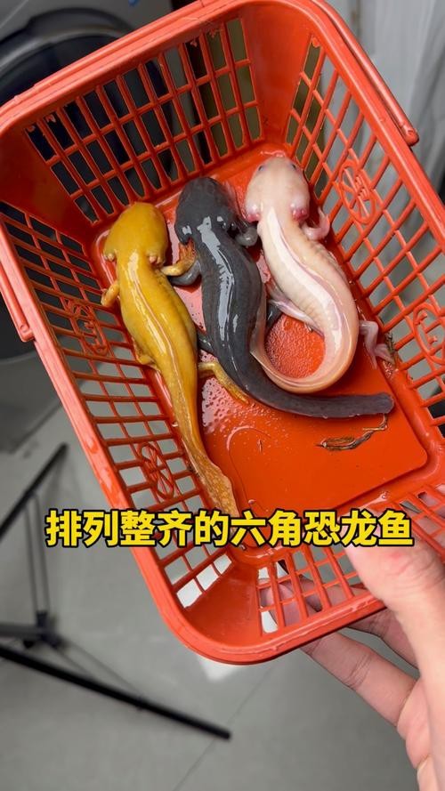 小恐龍魚圖片
