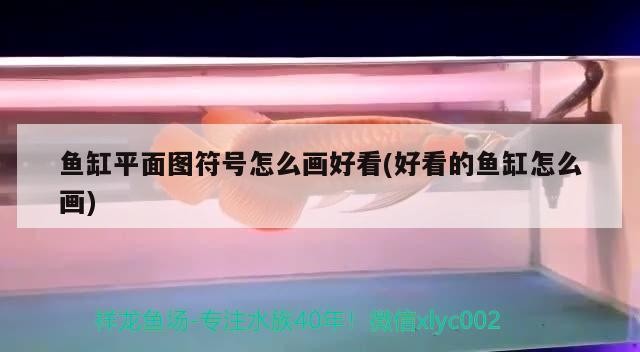 銀龍魚可以和藍鯊魚混養嗎（藍鯊魚能和銀龍魚一起養嗎）