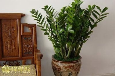 龍魚養幾只好吉利：養龍魚對家庭和事業的吉祥影響