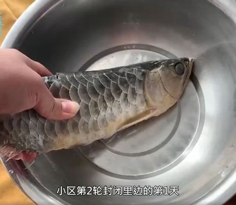 青山區祥龍騰飛水族館（青山區祥龍騰飛水族館電話）