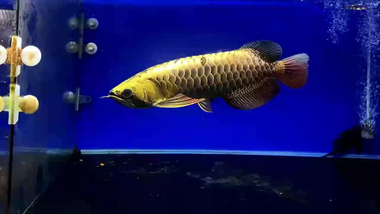 AG琥珀金鯊魚嘴30至32公分￥6888