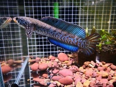 幻彩紅寶石雷龍魚飼養指南想要養好幻彩紅寶石雷龍魚的基本知識：幻彩紅寶石雷龍魚養殖指南 幻彩紅寶石雷龍魚飼養指南想要養好幻彩紅寶石雷龍魚的基本知識：幻彩紅寶石雷龍魚養殖指南 魚缸百科 第1張