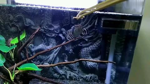 幻彩紅寶石雷龍魚飼養指南想要養好幻彩紅寶石雷龍魚的基本知識：幻彩紅寶石雷龍魚養殖指南 幻彩紅寶石雷龍魚飼養指南想要養好幻彩紅寶石雷龍魚的基本知識：幻彩紅寶石雷龍魚養殖指南 魚缸百科 第2張
