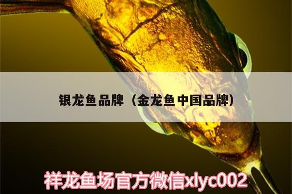 小型魚(yú) 銀龍魚(yú)品牌(金龍魚(yú)中國(guó)品牌) 銀龍魚(yú)百科 銀龍魚(yú)品牌(金龍魚(yú)中國(guó)品牌) 銀龍魚(yú)品牌(金龍魚(yú)中國(guó)品牌) 銀龍魚(yú)百科