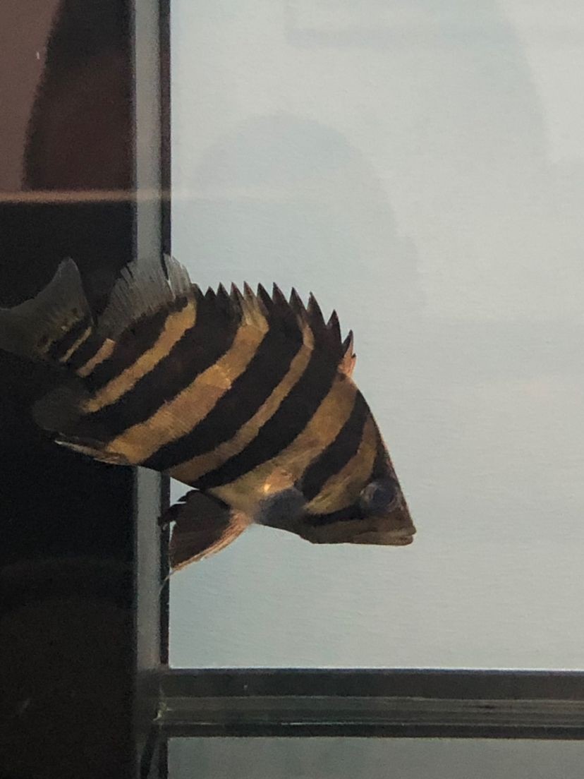 魚缸水剛換過(guò)，水變渾濁的原因有哪些？：魚缸水剛剛換過(guò)，水變渾濁的原因
