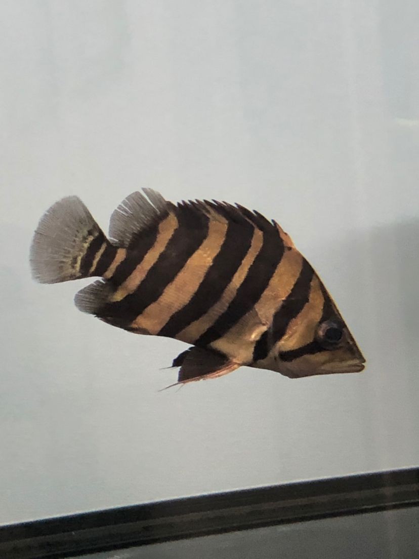 魚缸水剛換過(guò)，水變渾濁的原因有哪些？：魚缸水剛剛換過(guò)，水變渾濁的原因