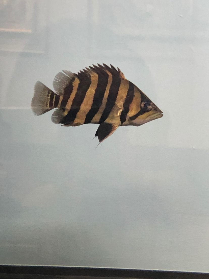 魚缸水剛換過(guò)，水變渾濁的原因有哪些？：魚缸水剛剛換過(guò)，水變渾濁的原因