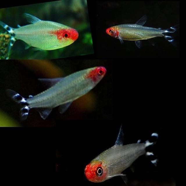 紅綠燈魚跳出魚缸的原因可能包括以下措施來預防跳缸：紅綠燈魚跳出魚缸的原因 紅綠燈魚跳出魚缸的原因可能包括以下措施來預防跳缸：紅綠燈魚跳出魚缸的原因 魚缸百科 第1張