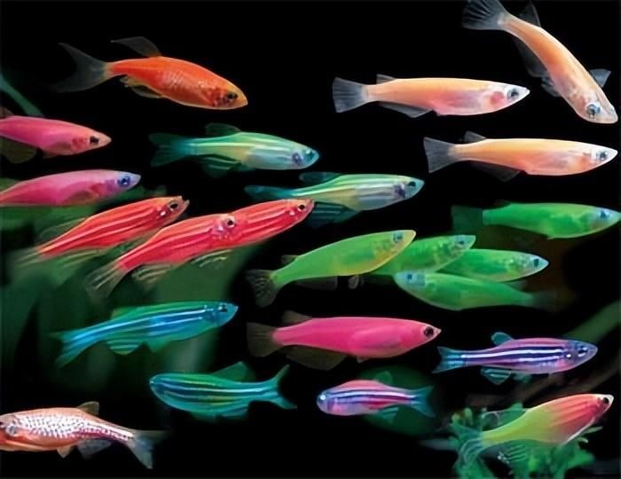 紅綠燈魚跳出魚缸的原因可能包括以下措施來預防跳缸：紅綠燈魚跳出魚缸的原因 紅綠燈魚跳出魚缸的原因可能包括以下措施來預防跳缸：紅綠燈魚跳出魚缸的原因 魚缸百科 第3張