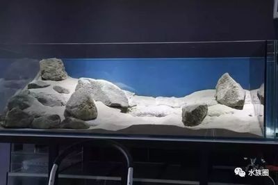 一米的魚缸寬度多少合適 一米的魚缸寬度多少合適 魚缸百科 第3張