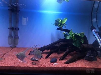 一米的魚缸寬度多少合適 一米的魚缸寬度多少合適 魚缸百科 第5張