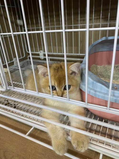 2025廣州國際寵物展會