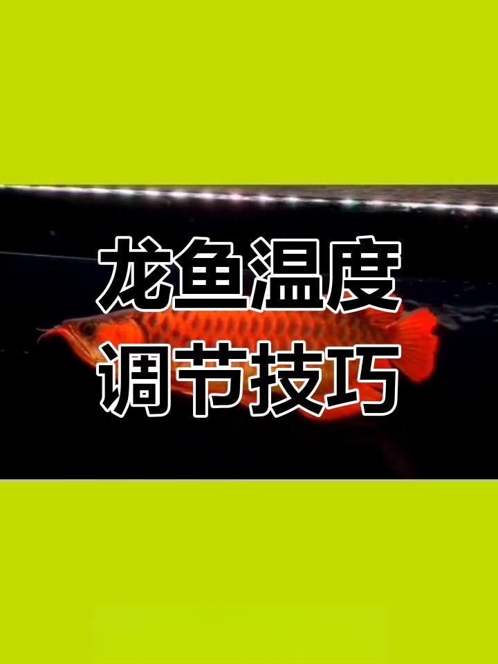 風水龍魚的最佳飼養溫度