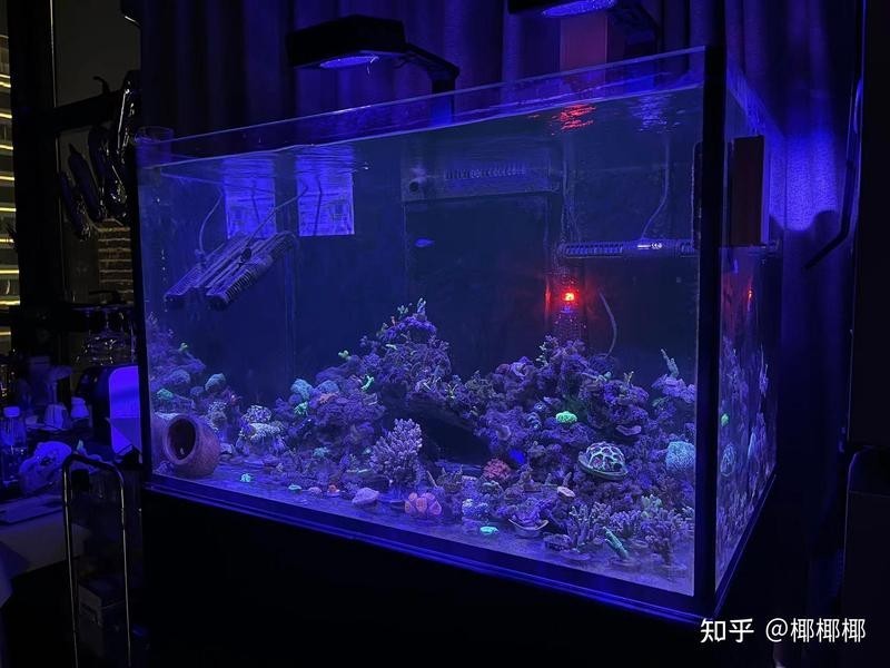 紅龍SPS的生長(zhǎng)速度如何？